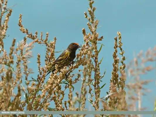 File:Fire-fronted Serin (Serinus pusillus) (29500533894).jpg