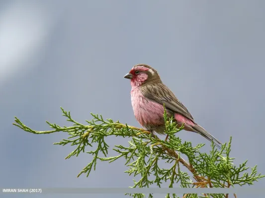File:Himalayan White-browed Rosefinch (Carpodacus thura) (35504982213).jpg