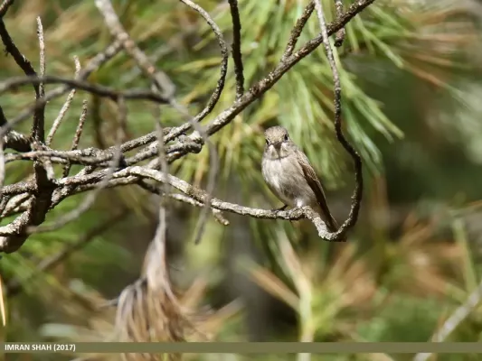 File:Dark-sided Flycatcher (Muscicapa sibirica) (35396450560).jpg