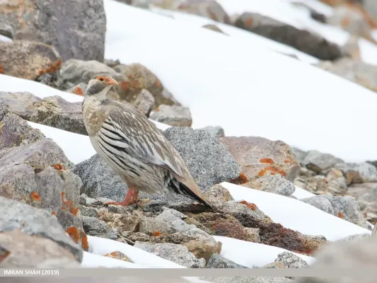 File:Tibetan Snowcock (Tetraogallus tibetanus) (48367361601).jpg