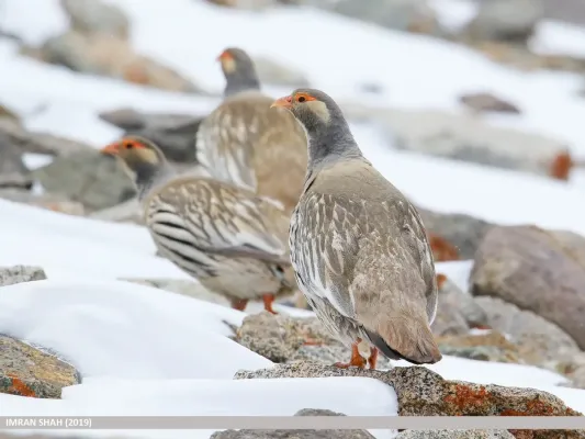 File:Tibetan Snowcock (Tetraogallus tibetanus) (48096022716).jpg