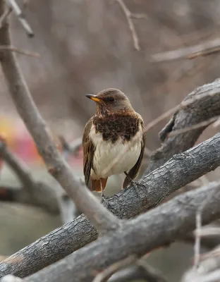 File:Dark-throated Thrush (Turdus ruficollis) (15709103379).jpg