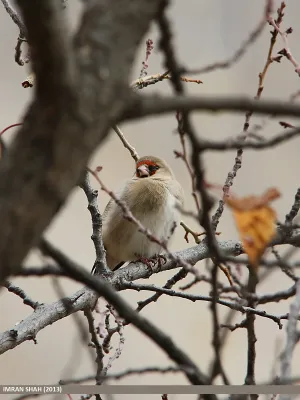 File:Grey-crowned Goldfinch (Carduelis caniceps), Hunza (15894363222).jpg