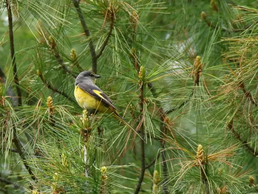 File:Long-tailed Minivet (Pericrocotus ethologus) (29030873265).jpg