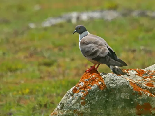 File:Snow Pigeon (Columba leuconota) (19589090133).jpg