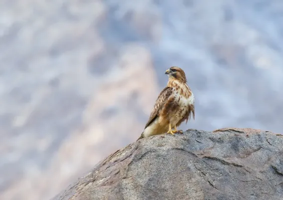 File:Himalayan Buzzard (Buteo refectus) (32705310878).jpg