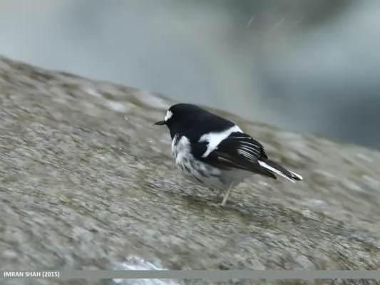 File:Little Forktail (Enicurus scouleri) (16368441927).jpg