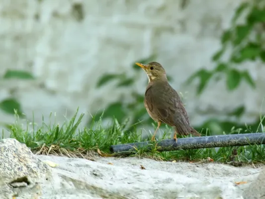 File:Tickell's Thrush (Turdus unicolor) (42987001365).jpg