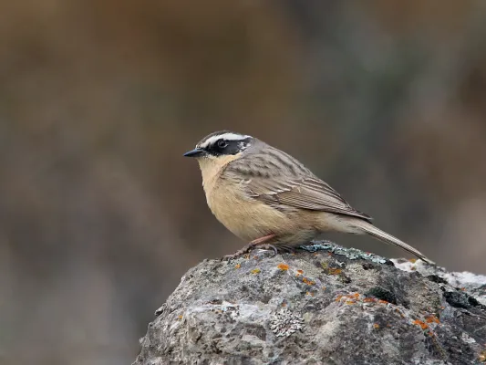 File:Brown Accentor (Prunella fulvescens) (15709212937).jpg