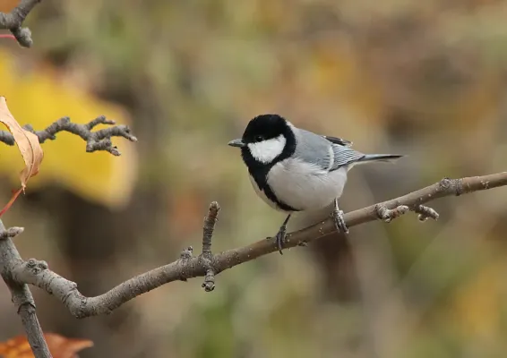 File:Cinereous Tit (Parus cinereus) (15275201963).jpg