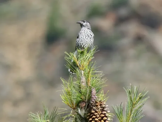 File:Large-spotted Nutcracker (Nucifraga multipunctata) (36289627676).jpg