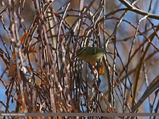 File:Lemon-rumped Warbler (Phylloscopus chloronotus) (15784264994).jpg