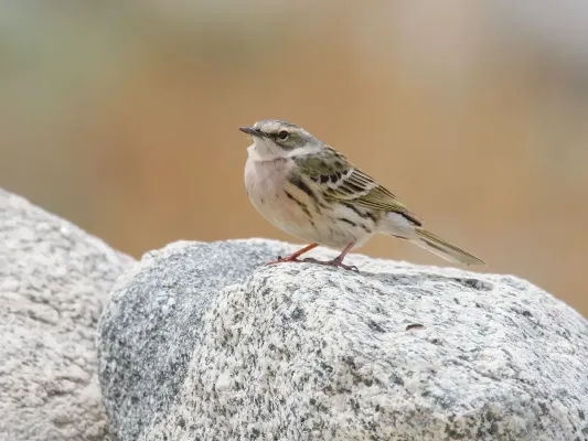 File:Rosy Pipit (Anthus roseatus) (48340040127).jpg