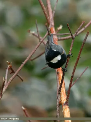 File:Rufous-naped Tit (Periparus rufonuchalis) (21226032985).jpg