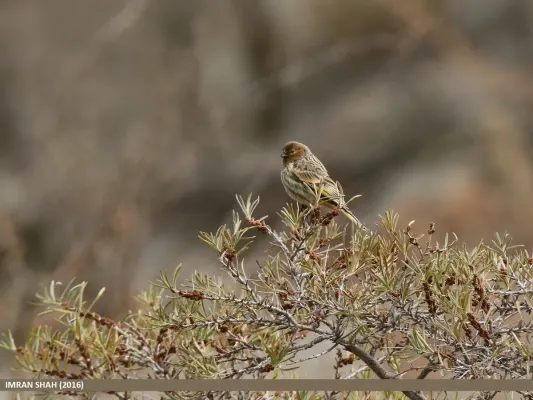 File:Fire-fronted Serin (Serinus pusillus) (31673449441).jpg