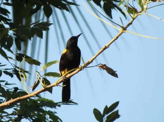 File:Icterus portoricensis imported from iNaturalist photo 6037123 on 4 September 2019.jpg