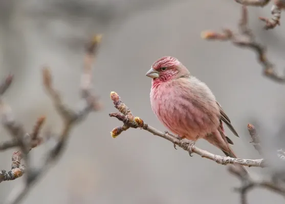 File:Red-Mantled Rosefinch (Carpodacus rhodochlamys) (48684499227).jpg