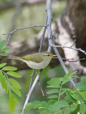 File:Western Crowned Warbler (Phylloscopus occipitalis) (47956929677).jpg