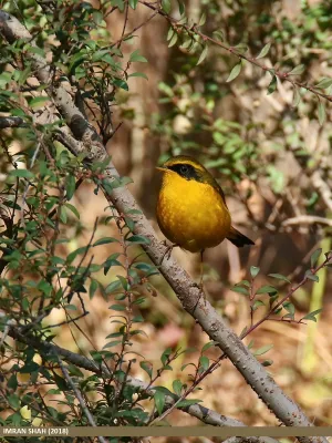 File:Golden Bush-robin (Tarsiger chrysaeus) (32891043867).jpg