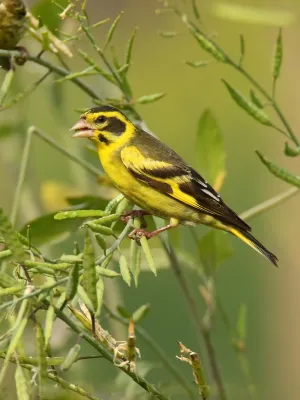 File:Yellow-breasted Greenfinch (Chloris spinoides) (32003301767).jpg