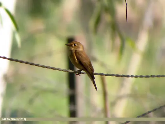 File:Slaty-blue Flycatcher (Ficedula tricolor) (15868226236).jpg
