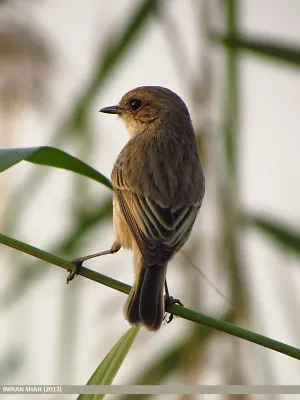 File:White-tailed Stonechat (Saxicola leucurus) (15708016739).jpg