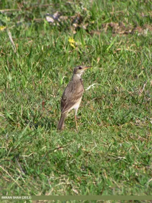 File:Long-billed Pipit (Anthus similis) (15271642734).jpg