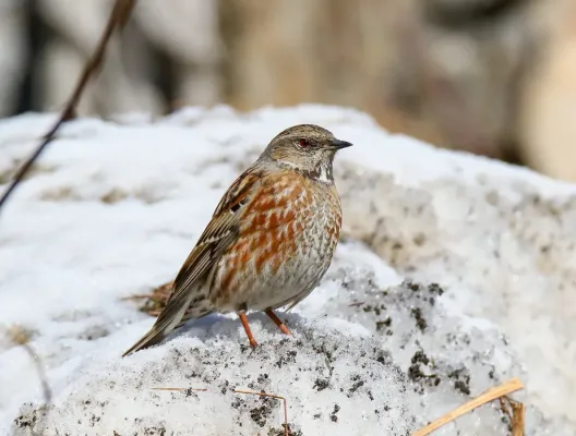 File:Altai Accentor (Prunella himalayana) (43460867670).jpg