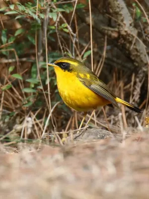 File:Golden Bush-robin (Tarsiger chrysaeus) (42946915155).jpg
