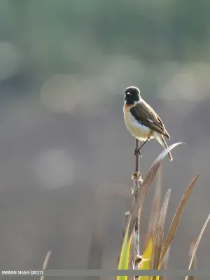 File:White-tailed Stonechat (Saxicola leucurus) (33120636501).jpg