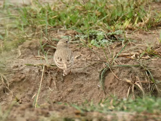 File:Sand Lark (Alaudala raytal) (32843632450).jpg