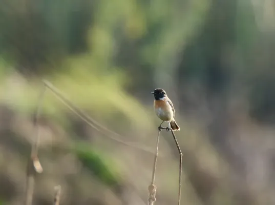 File:White-tailed Stonechat (Saxicola leucurus) (32895496601).jpg