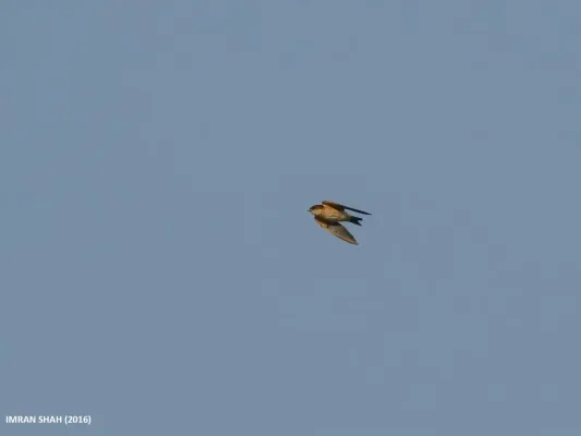 File:Streak-throated Swallow (Petrochelidon fluvicola) (34089383694).jpg