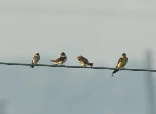 File:Pale Martin (Riparia diluta) & Wire-tailed Swallow (Hirundo smithii) (36927434183).jpg