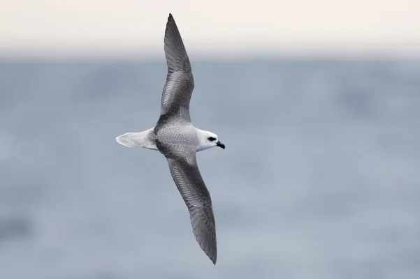 File:File-Pterodroma lessonii in flight 1 - SE Tasmania 2019.jpg