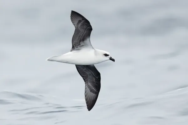 File:File-Pterodroma lessonii in flight 2 - SE Tasmania 2019.jpg