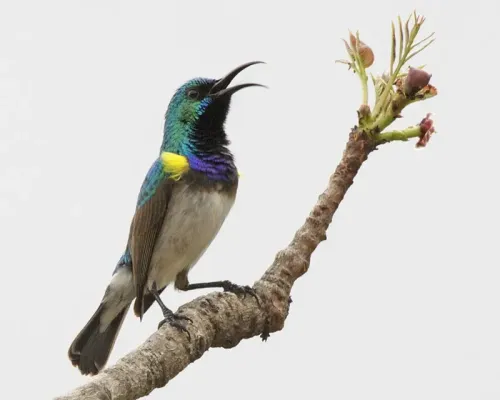 File:White-breasted Sunbird (Cinnyris talatala) (4030672432).jpg