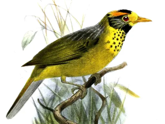 File:DasycrotaphaSpeciosaSmit (cropped).jpg