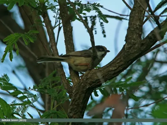 File:White-cheeked Bushtit (Aegithalos leucogenys) (22153260162).jpg
