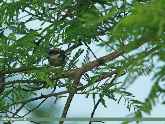 File:White-cheeked Bushtit (Aegithalos leucogenys) (20675616212).jpg