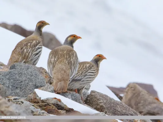 File:Tibetan Snowcock (Tetraogallus tibetanus) (48701038421).jpg