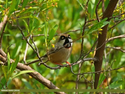 File:White-cheeked Bushtit (Aegithalos leucogenys) (25838064965).jpg