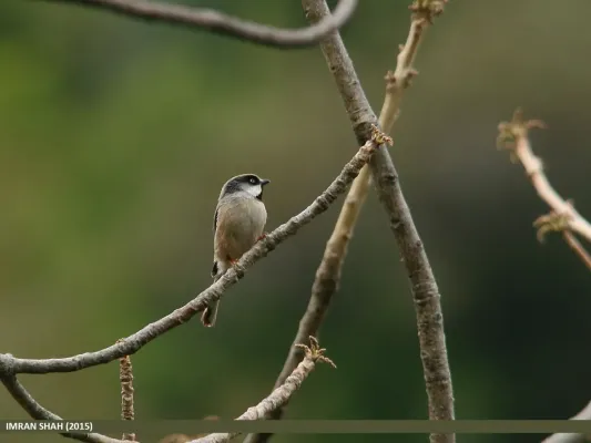 File:White-cheeked Bushtit (Aegithalos leucogenys) (20390439028).jpg