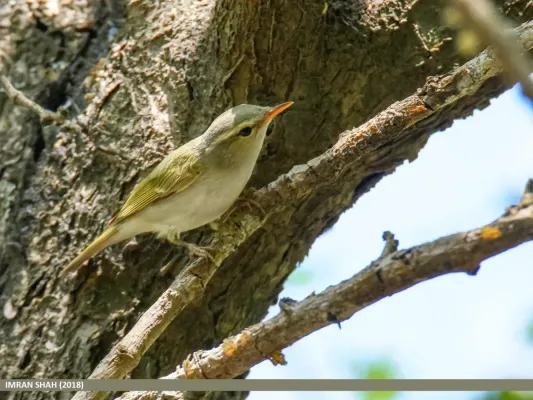 File:Large-billed Leaf Warbler (Phylloscopus magnirostris) (42376939374).jpg