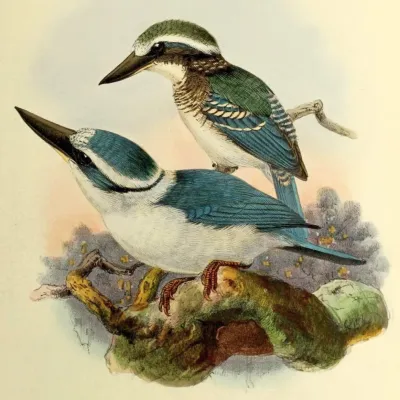 File:Todiramphus tutus by John Gerrard Keulemans 2.jpg