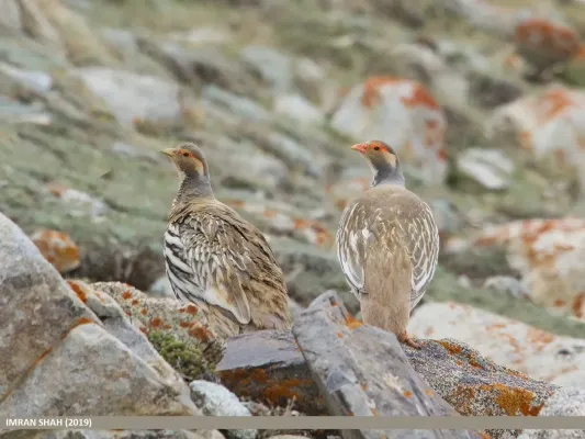 File:Tibetan Snowcock (Tetraogallus tibetanus) (48701235667).jpg