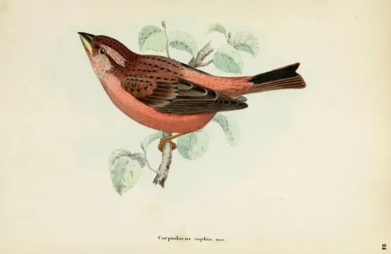 File:Carpodacus grandis.jpg