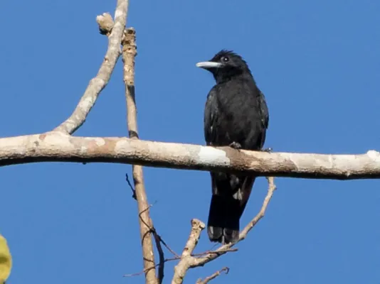 File:Querula purpurata - Purple-throated Fruitcrow (female); Parauapebas, Pará, Brazil.jpg