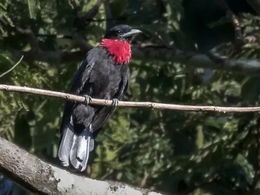 File:Querula purpurata - Purple-throated Fruitcrow (male); Parauapebas, Pará, Brazil.jpg