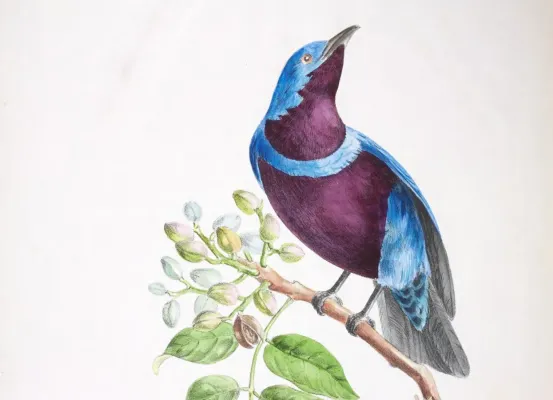 File:Oiseaux brillans du Brésil Planche 18 (Cotinga maculata) (cropped).jpg